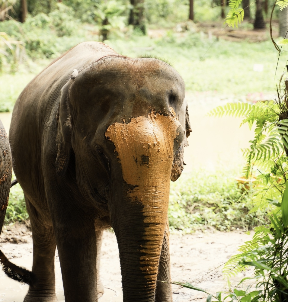 Exploring the Krabi Elephant Shelter, Thailand