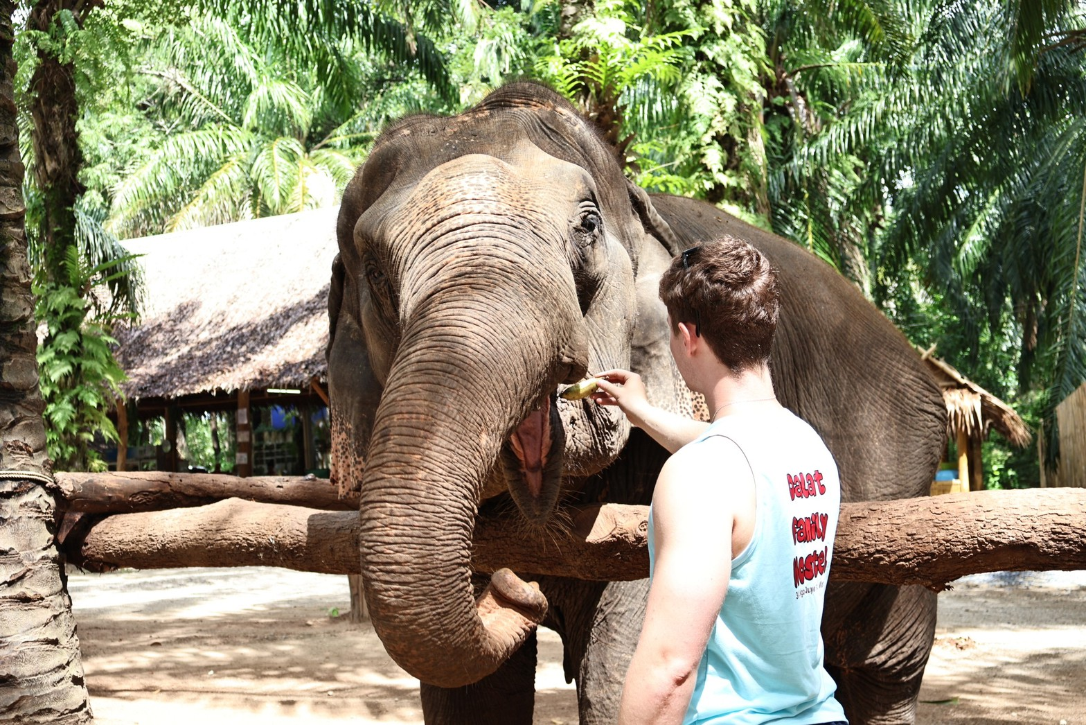 Elephant Feeding, Elephant Shelter, Krabi Thailand